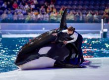 «Кругосветное путешествие» в «Москвариуме» на ВДНХ