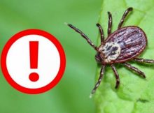 СберСтрахование улучшила программу «Защита от клеща»