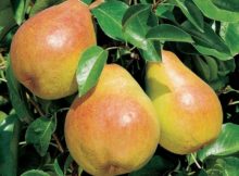 Особенности и использование плодовых растений в ландшафтном дизайне