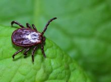 Клиенты СберСтрахования оформили в 2 раза больше полисов «Защита от клеща» в 2022 году